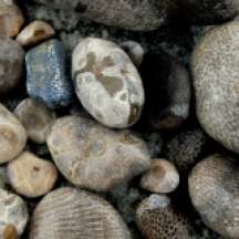 #3 Fossilized coral
